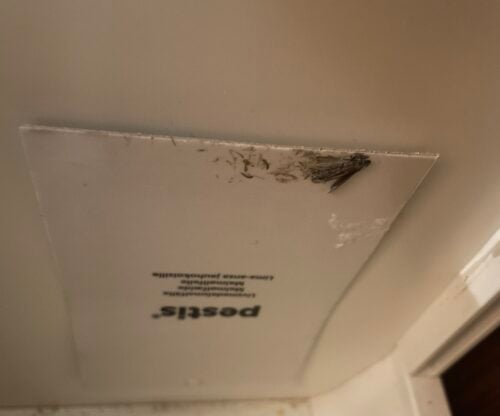 Matmalsfälla 2-pack | Pestis® photo review