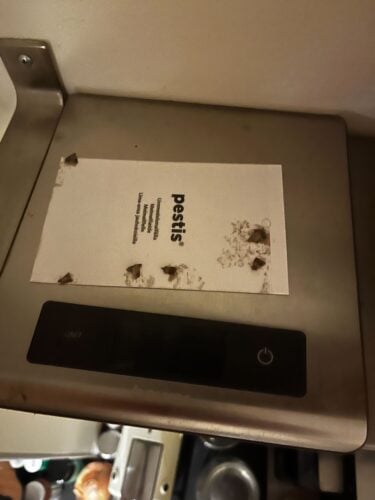 Matmalsfälla 2-pack | Pestis® photo review