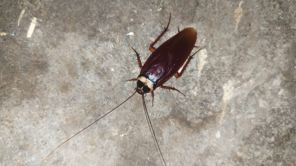 kackerlackor