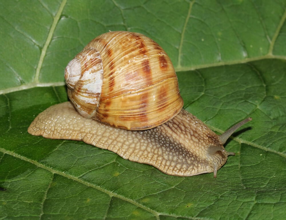 snigel