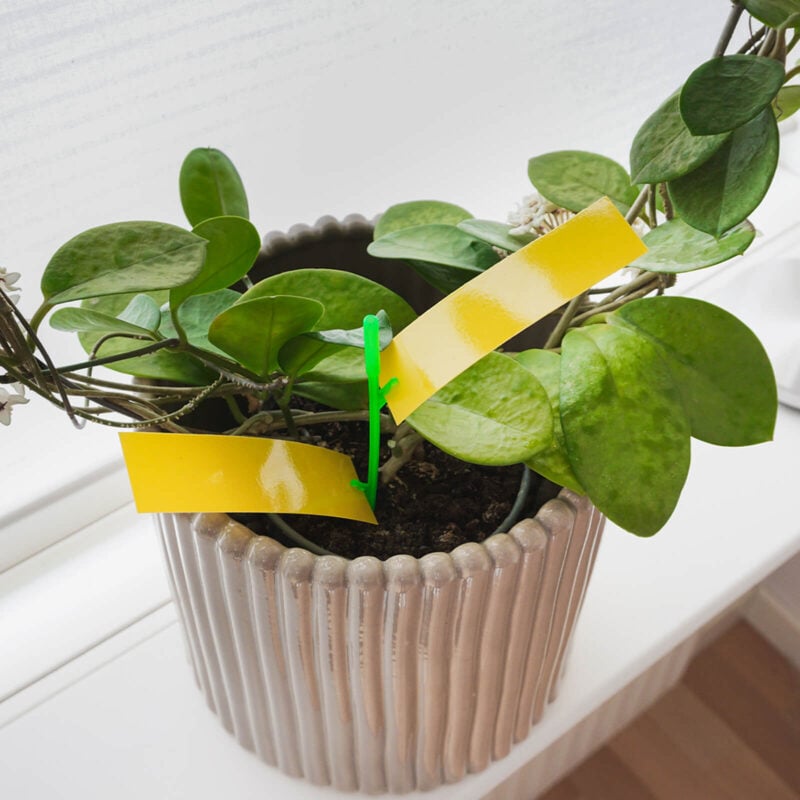 Flug- & Insektsfälla Krukväxt Limblad i kruka