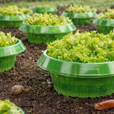 Snigelbarriär _ Skydda odlingar 5-pack miljö