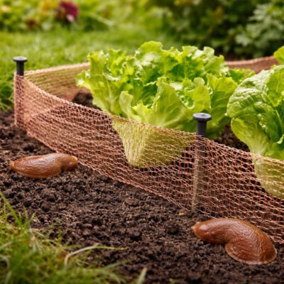 Snigelstopp Kopparnät | 6 m x 10 cm miljö