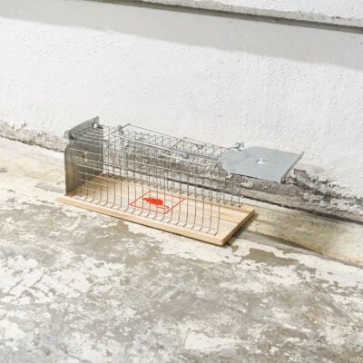 Fångstbur för Råttor längs vägg i garage